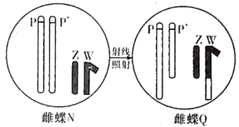 必修2-生物与进化-连锁与交叉互换题型一