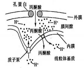 必修1-分子与细胞-协同转运（运输）相关练习