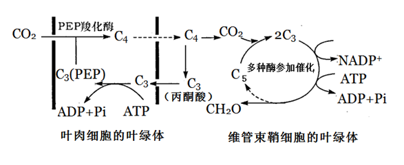 必修1-分子与细胞-光合作用不同场所一