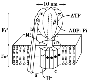 必修1-分子与细胞-ATP合成酶通道蛋白形状CO2场所