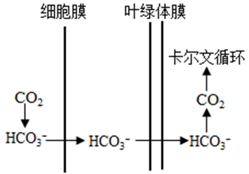 必修1-分子与细胞-光合作用CO2场所