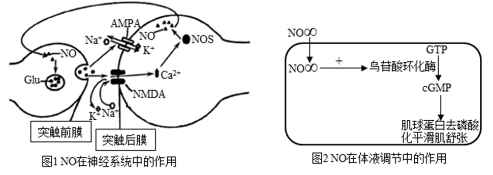 选修1-稳态与调节-神经递质NO