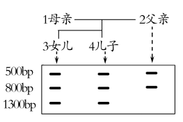 必修2-遗传与进化-电泳遗传方式判断