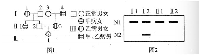 必修2-遗传与进化-凝胶电泳PCR技术