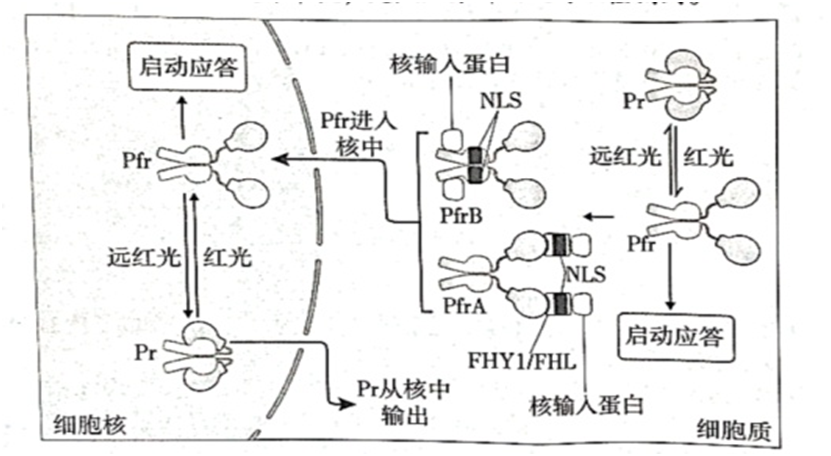 选修1-稳态与调节-光敏色素