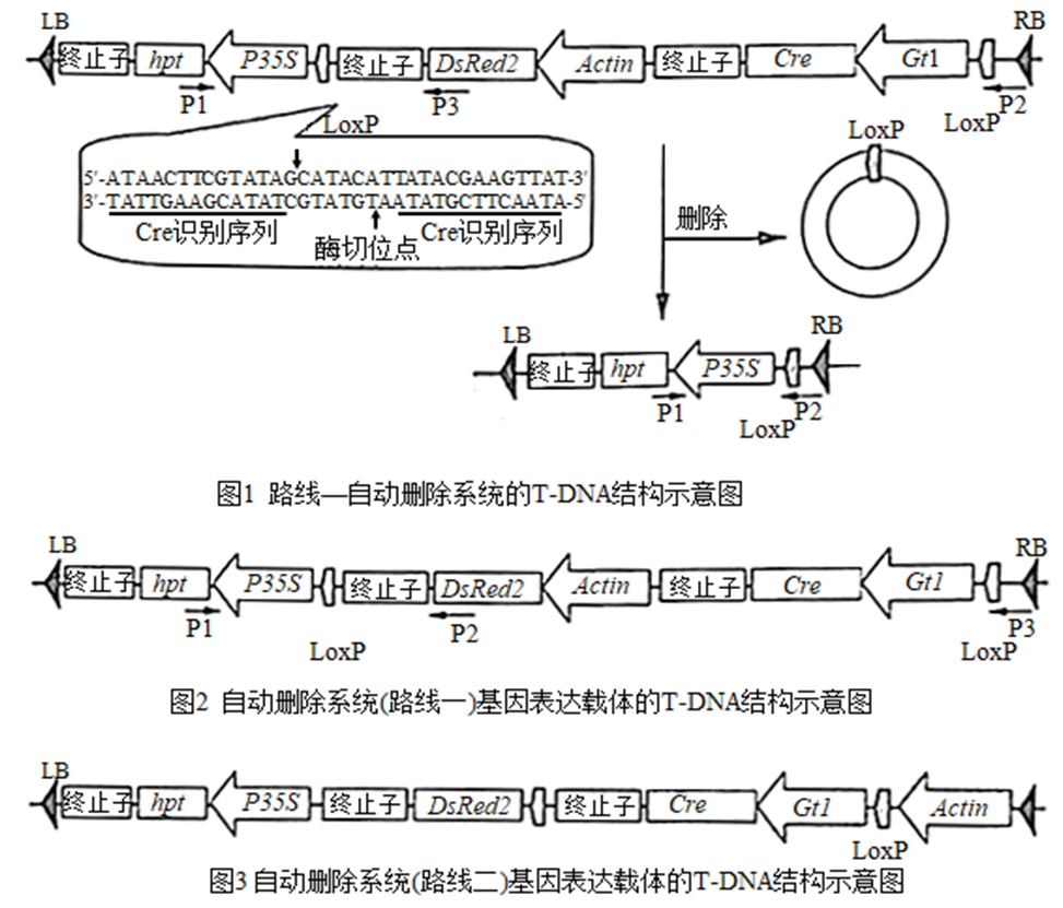 选修2-生物技术与工程-PCR酶切