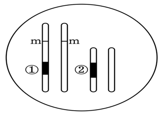 必修2-遗传与进化-雄性不育转基因