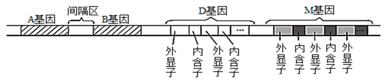 必修2-遗传与进化-雄性不育转基因