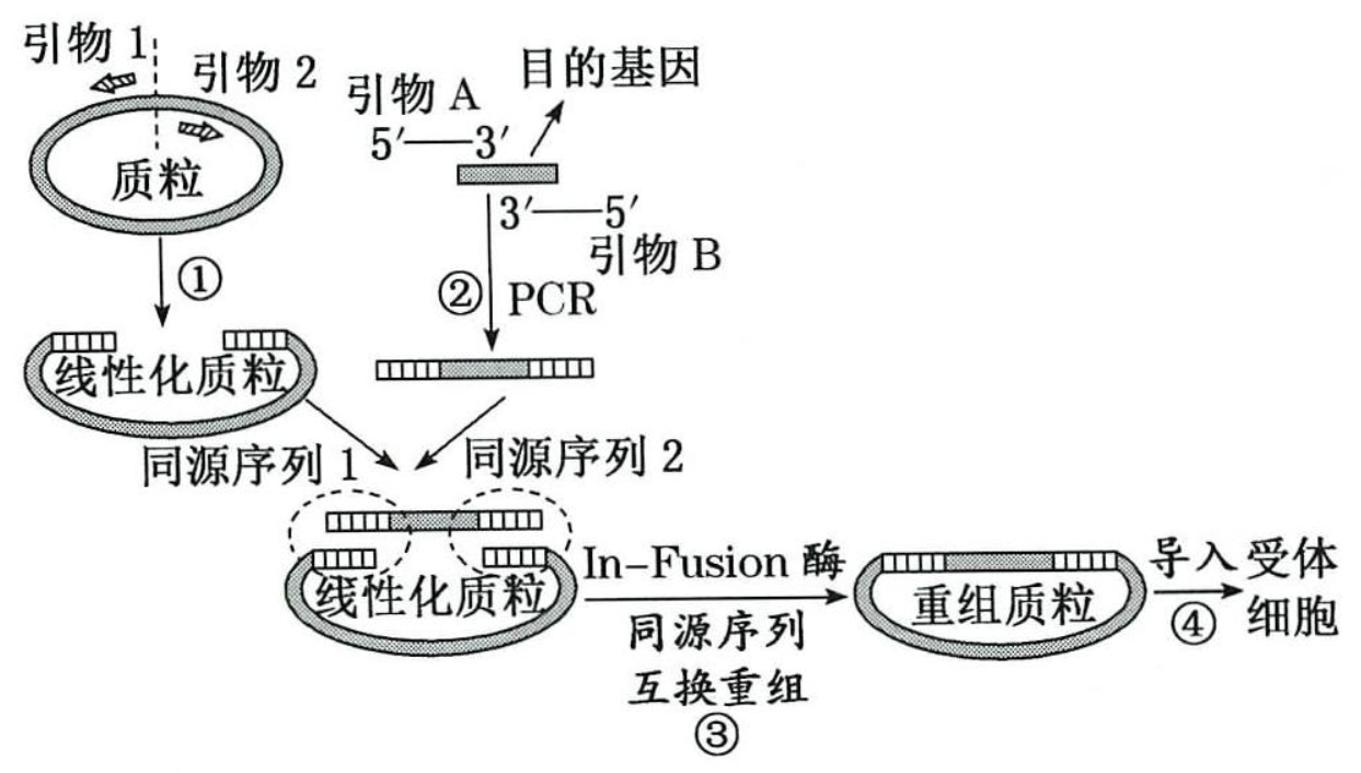 PCR技术拓展应用之无缝克隆技术