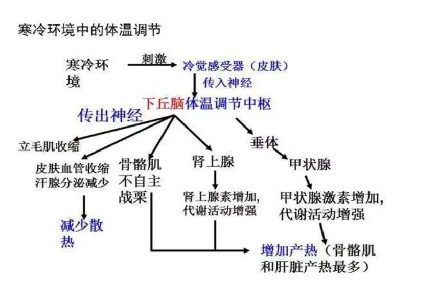 选修1-稳态与调节-寒冷调节模式图