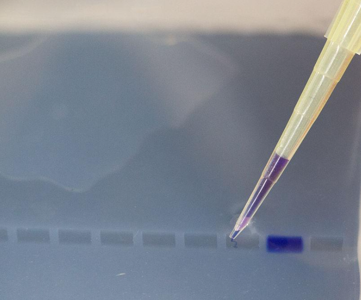 选修3-生物技术与工程-琼脂糖凝胶电泳相关知识