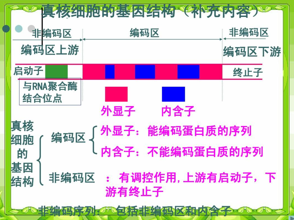 选修3-生物技术与工程-真核生物基因结构